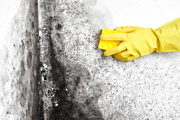 Best Black Mold Removal  in Lake Ketchum, WA